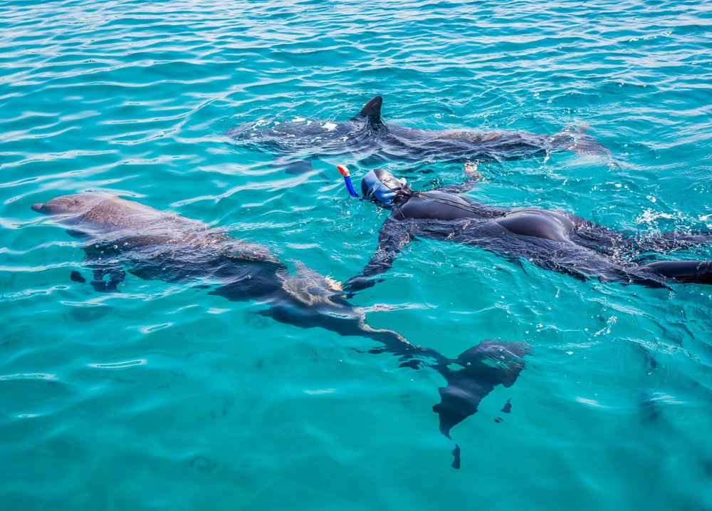 Andros Islands Bahamas Ecotourism Dolphins Ocean